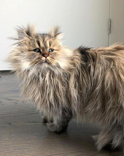 渭南网红猫图片大全,萌态可掬的喵星人集结亮相