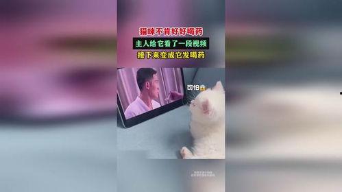 网红猫猫喝药视频播放,视频播放引发网友热议