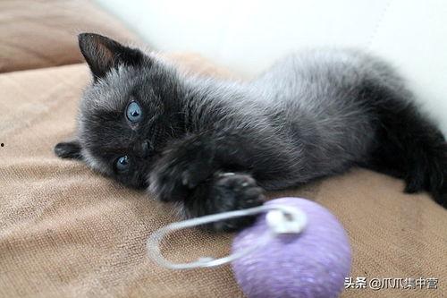 怎么在头条上捡猫猫