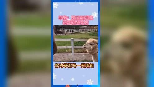 积极的吃瓜娱乐
